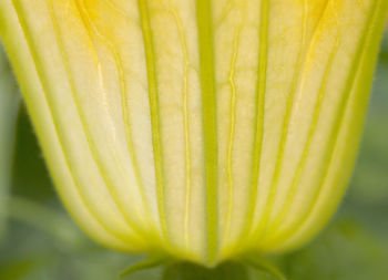 Close-up of plant