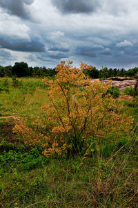 Scenic view of field against sky