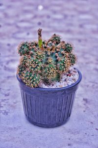 High angle view of potted plants on table