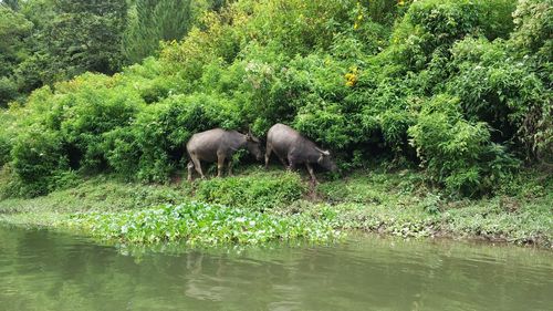 Sheep by lake in forest