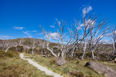 Trees on field against sky