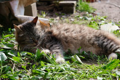 Cat relaxing on field