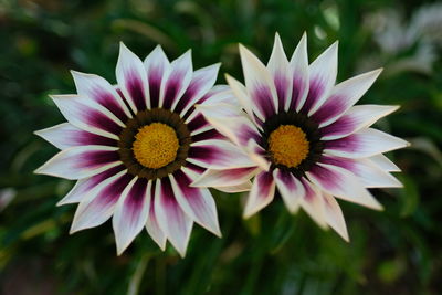 Close-up of purple flowering plant