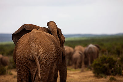 Elephant on field against sky
