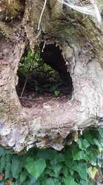 Close-up of hole in tree trunk