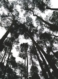 Low angle view of trees