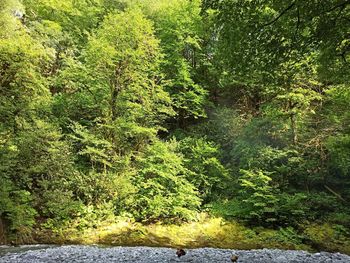 Scenic view of river amidst trees in forest