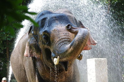 View of an elephant splashing water