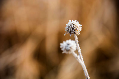 Close-up of white flowering plant