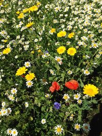 Close-up of yellow flowers blooming on field