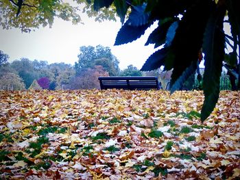 View of trees in park during autumn