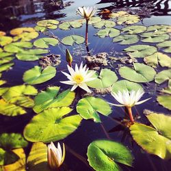 Close-up of lotus water lily in pond