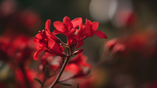 Close-up of yellow flowering plant