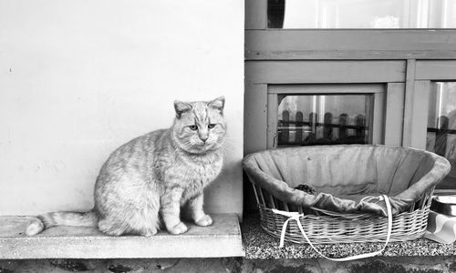 Portrait of cat sitting outdoors