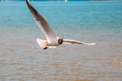 Close-up of swan flying over water