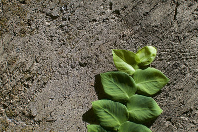 Close-up of plant growing on land