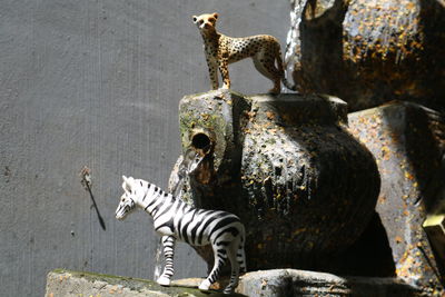 View of giraffe