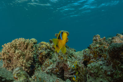 Fish swimming in sea