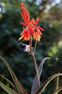 Close-up of red flowering plant