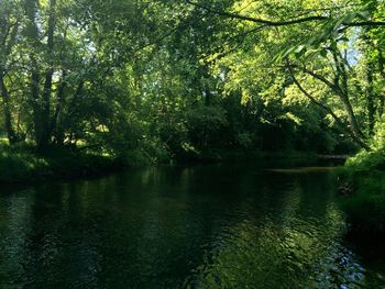 Scenic view of lake in forest