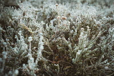 Close-up of frozen plant