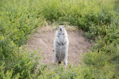 View of sheep on field