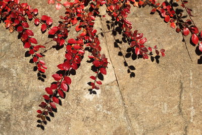 Close-up of red autumn leaves