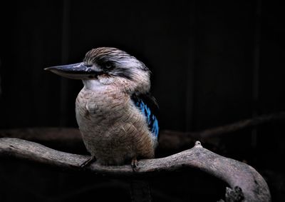 Close-up of bird perching on tree