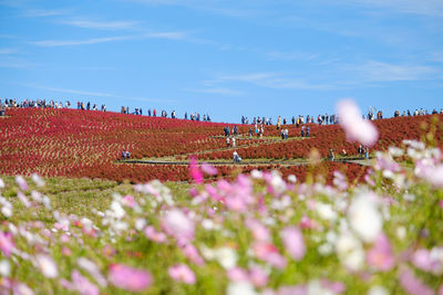 Purple flowering plants on field against sky