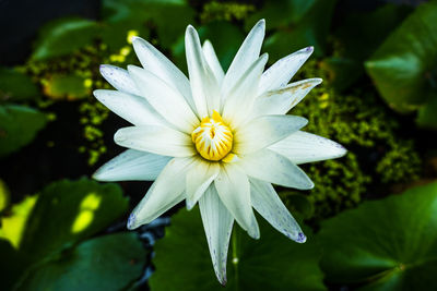 Close-up of white flower