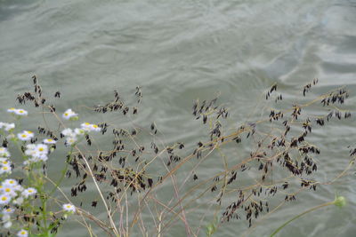 High angle view of flowers by lake