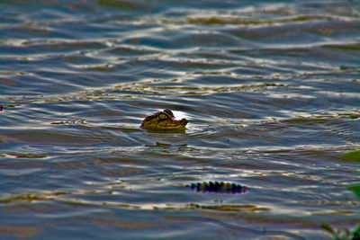 High angle view of duck swimming in lake