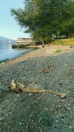 View of lizard on land by sea