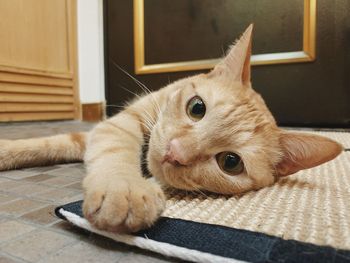 Portrait of cat lying down