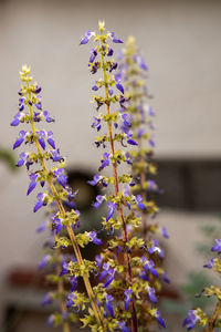 Close-up of purple flowering plant