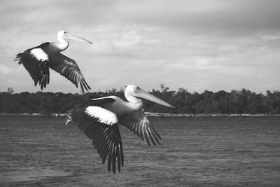 Bird flying over the sea