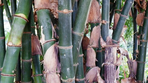 Full frame shot of bamboo plants in forest