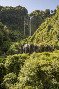 Scenic view of waterfall in forest