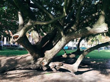 View of tree in park