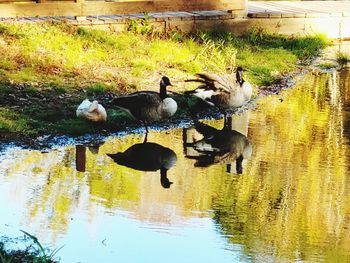 Ducks in a lake