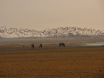 Flock of birds on landscape against sky