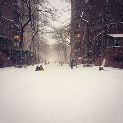 Snow covered trees