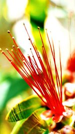 Close-up of red flowers