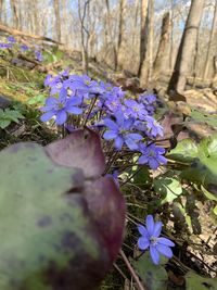 Close-up of purple flowering plants in park