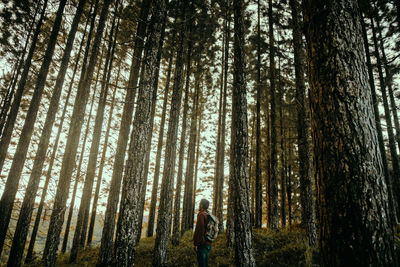 Rear view of man standing amidst trees in forest