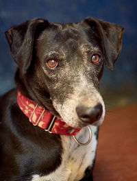 Close-up portrait of dog