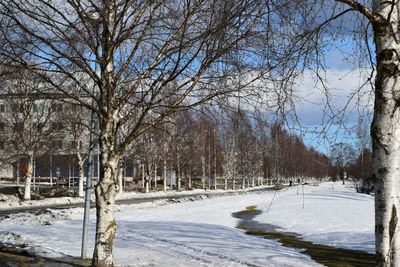 Snow covered trees in winter