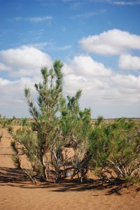 Trees on field against sky