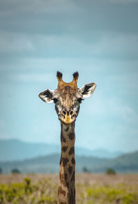 Portrait of giraffe against sky