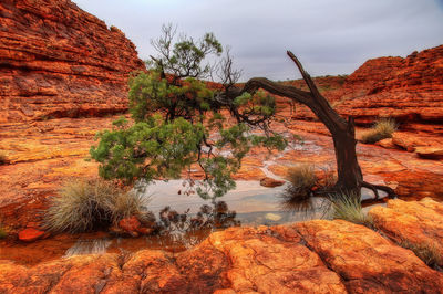 Plants growing on rock